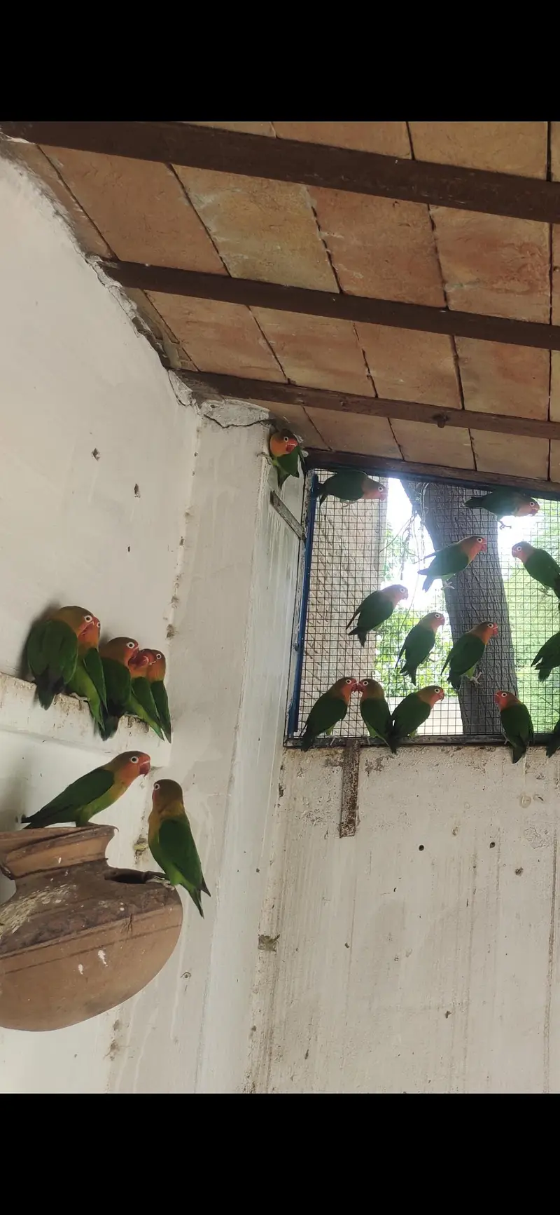 Green fisher Rs. 1500 pair — photo 2