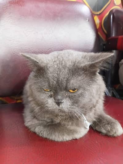 Persian Male Cat