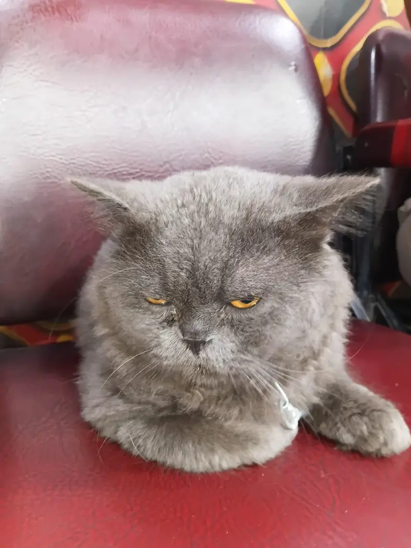 Persian Male Cat — photo 2