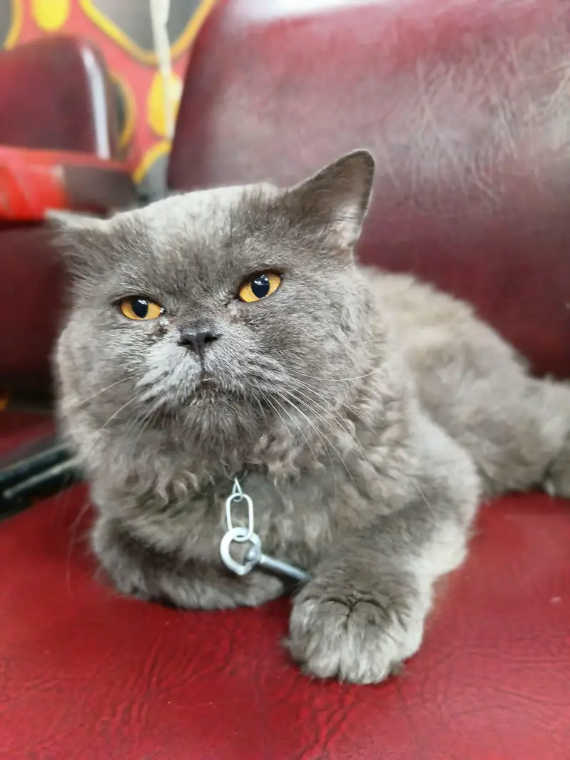 Persian Male Cat — photo 3