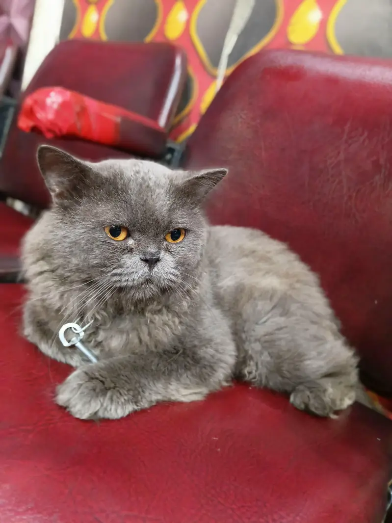 Persian Male Cat — photo 4