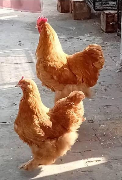Golden havy buff