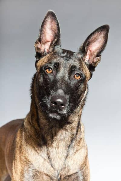 belgium malinois pair