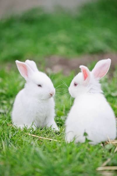 rabbit pair availble pure white red eyes