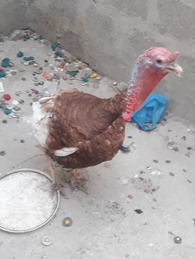 turky male