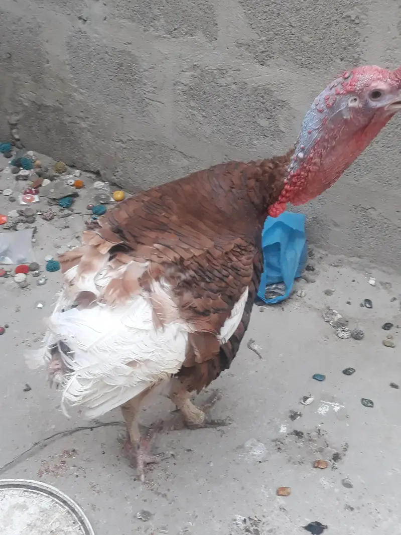 turky male — photo 2