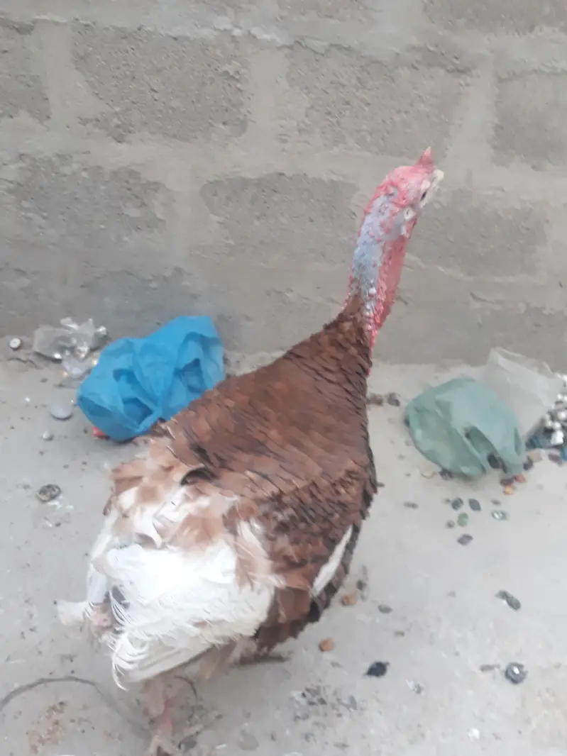 turky male — photo 3