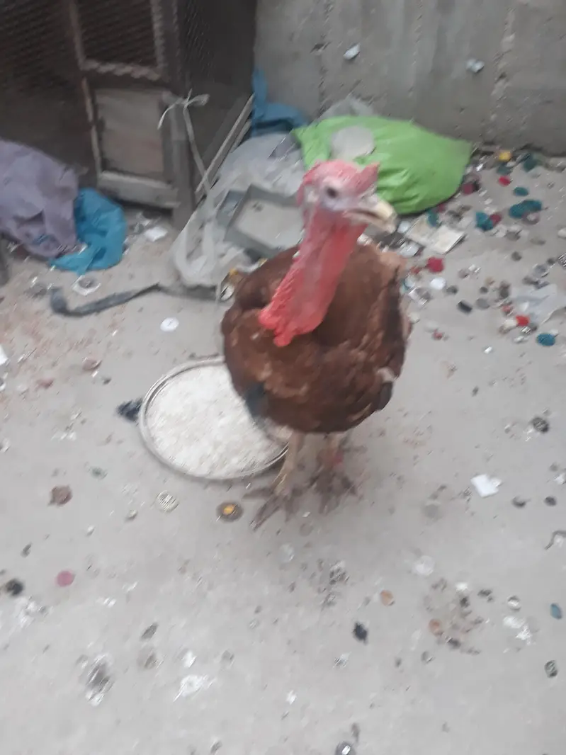turky male — photo 4