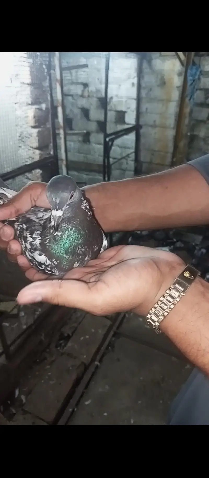kamagar dab waly — photo 6