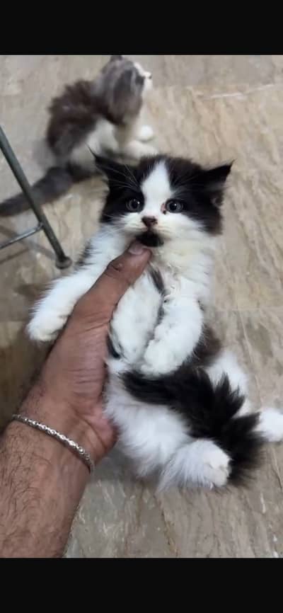 Persian cats for sale 03156881522