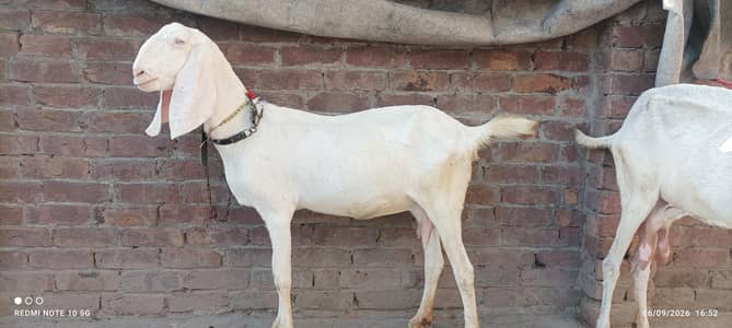 gabban gulabi Bakri