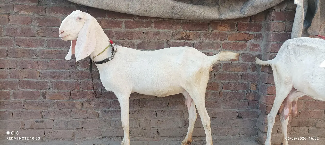 gabban gulabi Bakri