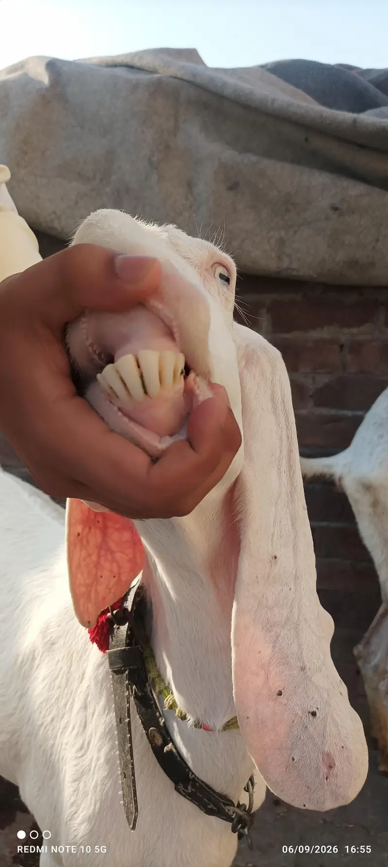gabban gulabi Bakri — photo 2