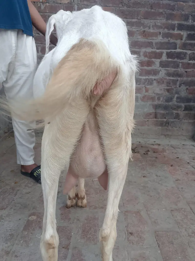 gabban gulabi Bakri — photo 3