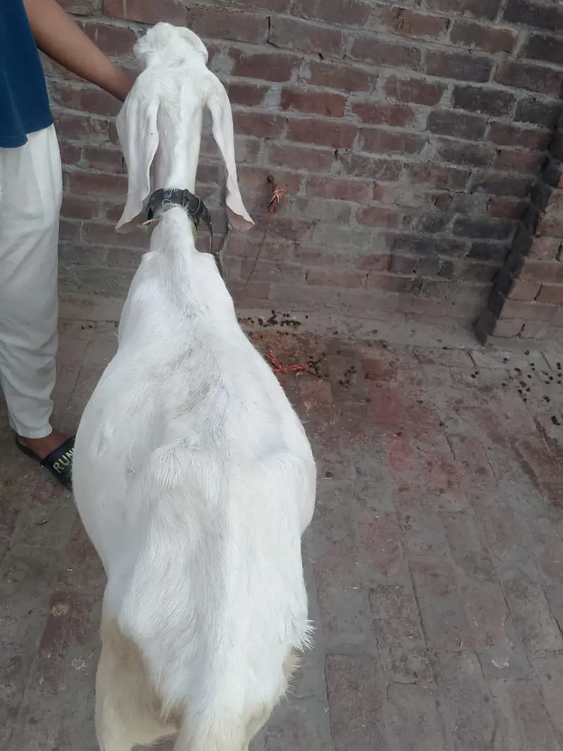 gabban gulabi Bakri — photo 4