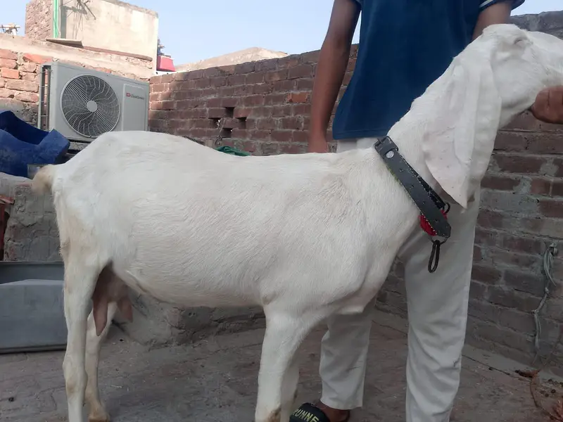 gabban gulabi Bakri — photo 5