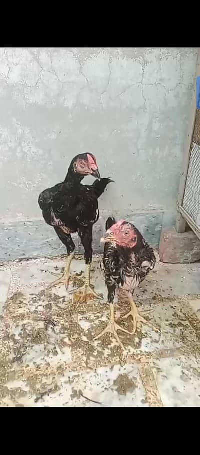 ik murghi hy or do mughe hain