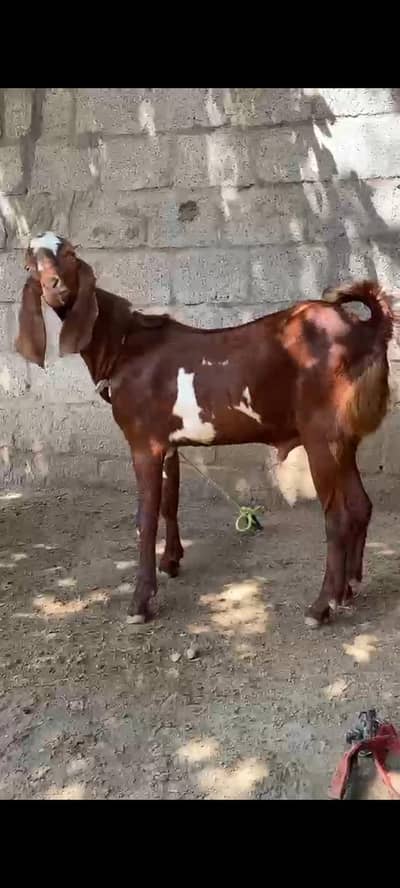 Bakra for sale