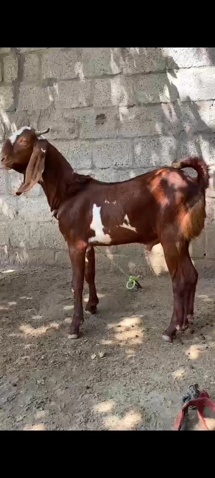 Bakra for sale — photo 2