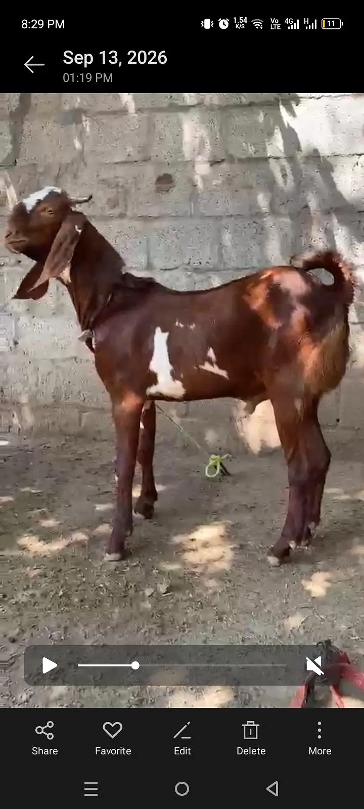Bakra for sale — photo 3