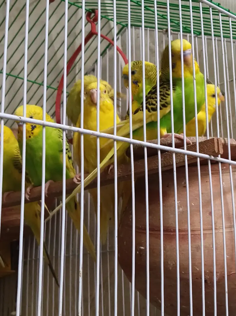 Australian parots For sale — photo 3