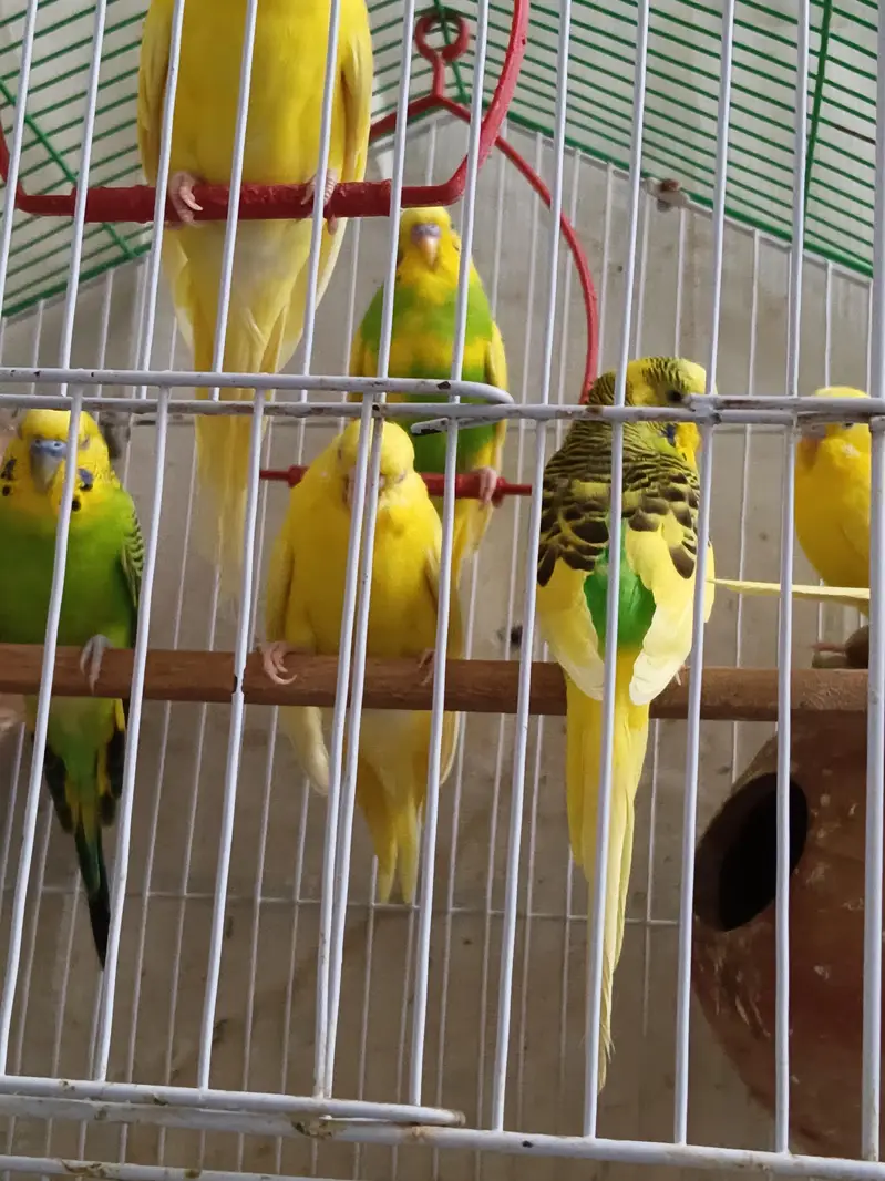 Australian parots For sale — photo 4