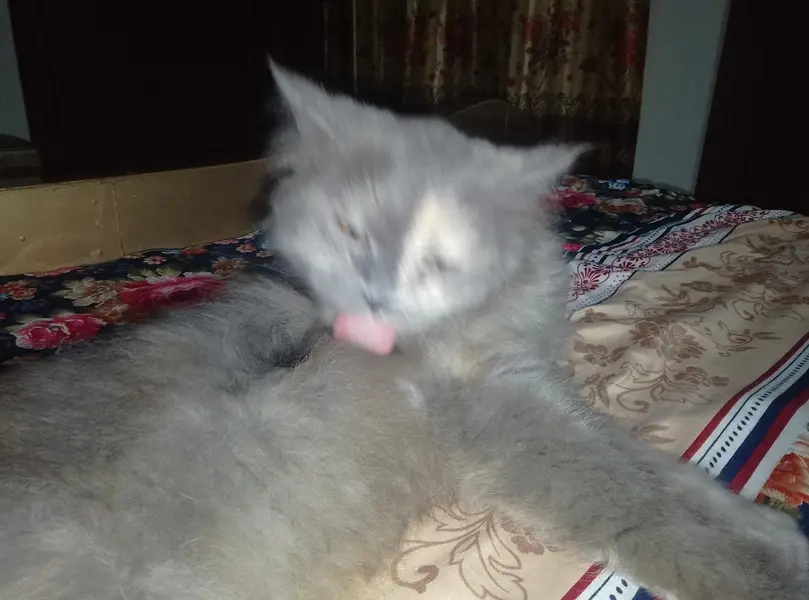 persian female cat Gray mix colour ha — photo 2