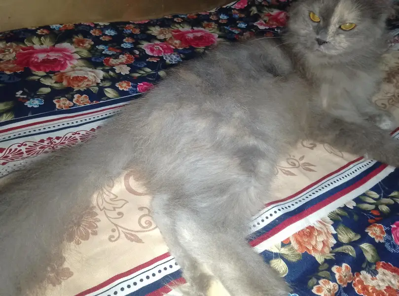 persian female cat Gray mix colour ha — photo 3