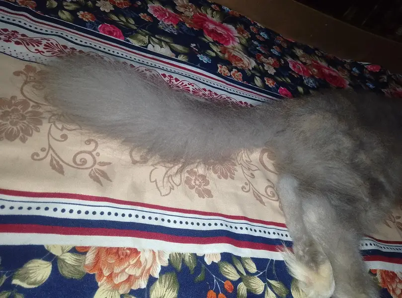 persian female cat Gray mix colour ha — photo 4