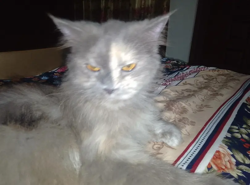 persian female cat Gray mix colour ha — photo 5