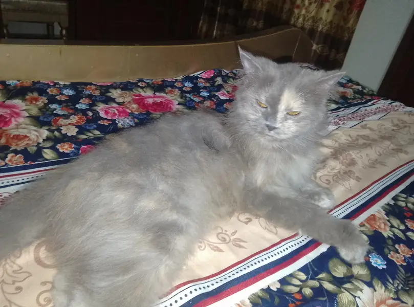 persian female cat Gray mix colour ha — photo 6