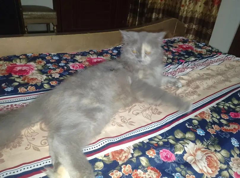 persian female cat Gray mix colour ha — photo 7