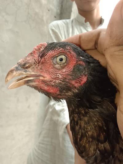 vaitnam and pakistani cross