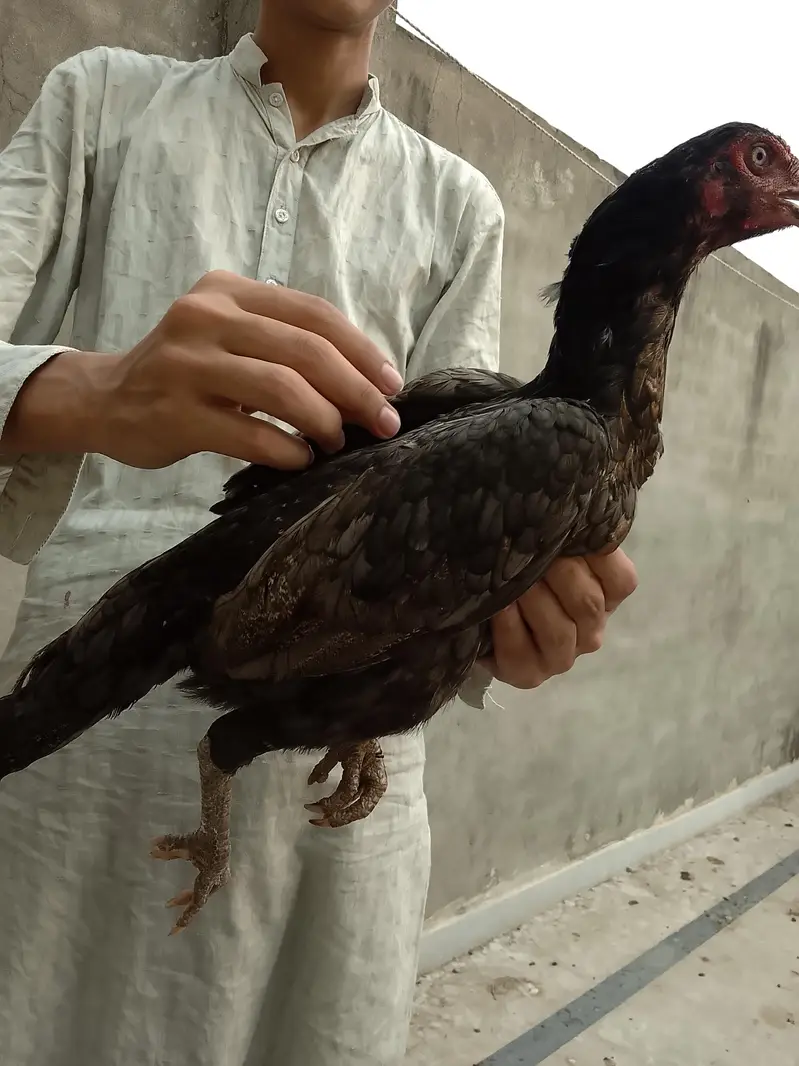 vaitnam and pakistani cross — photo 4