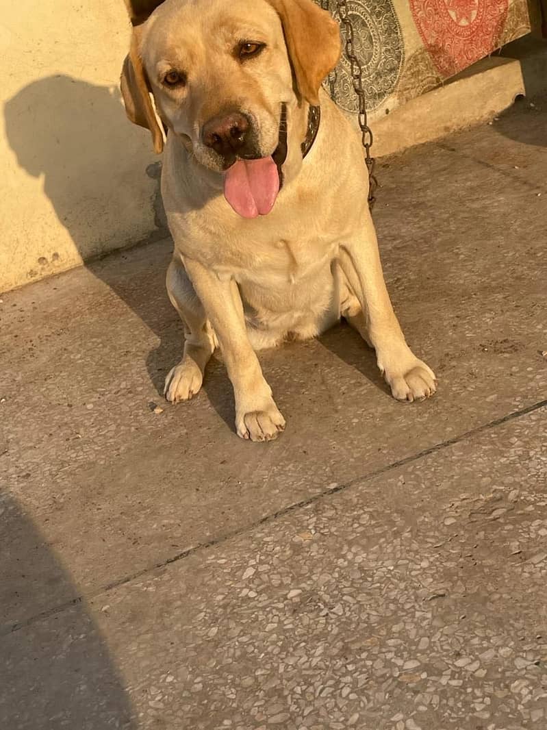 Labrador 0