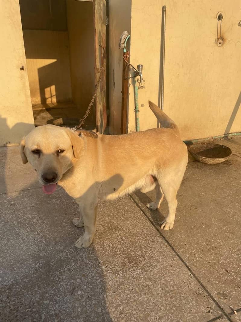 Labrador 2