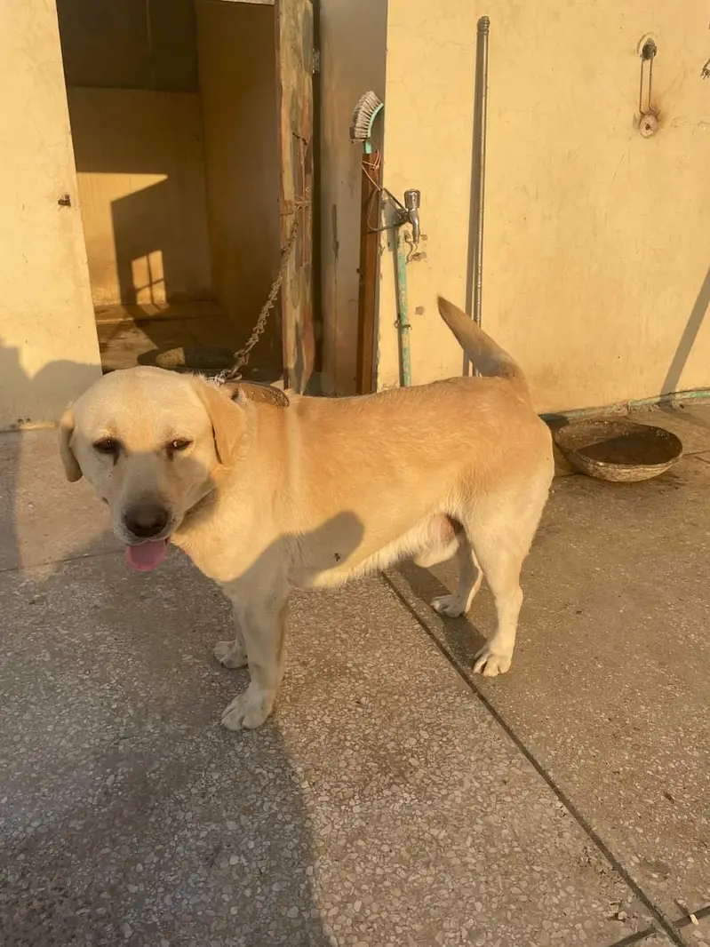 Labrador — photo 3
