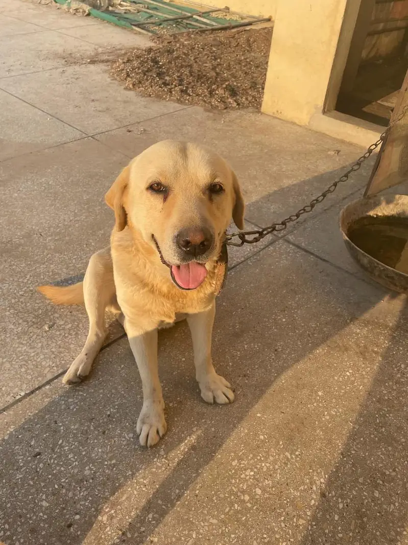 Labrador — photo 4