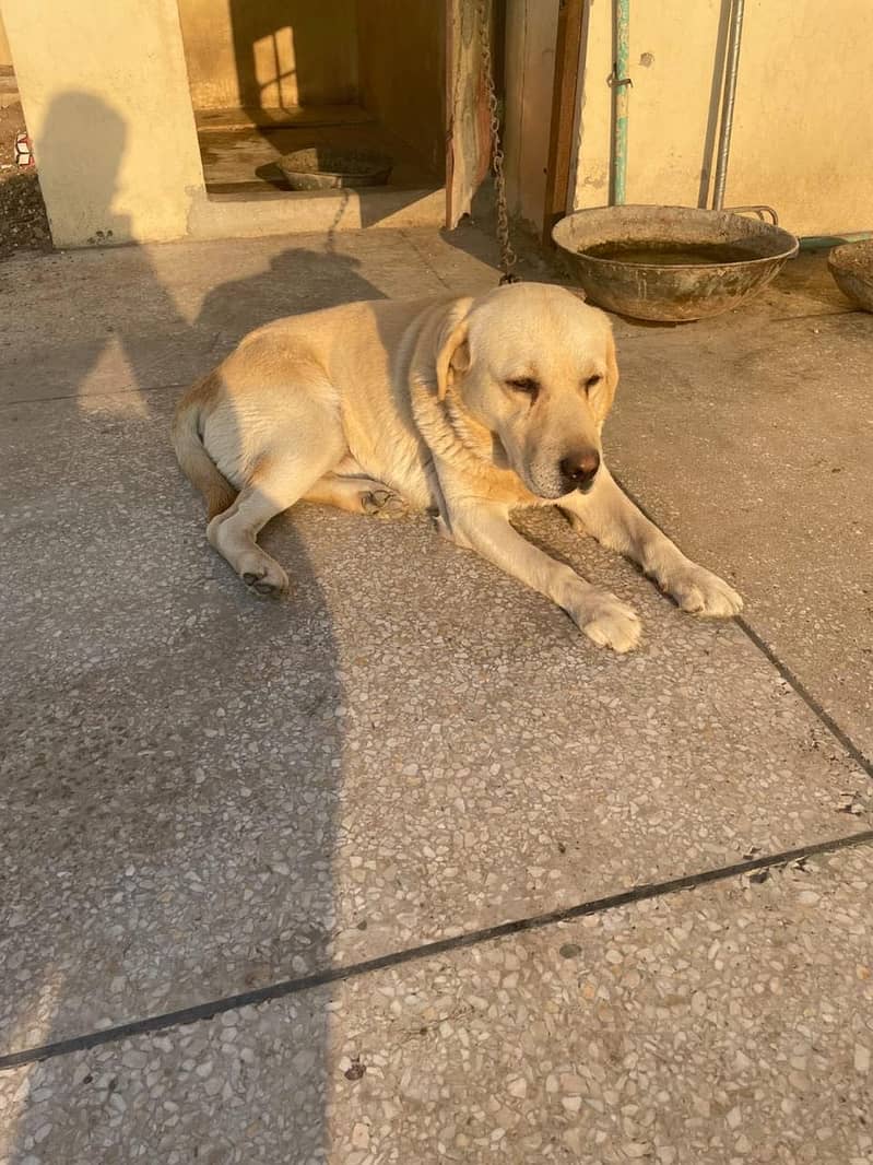 Labrador 5