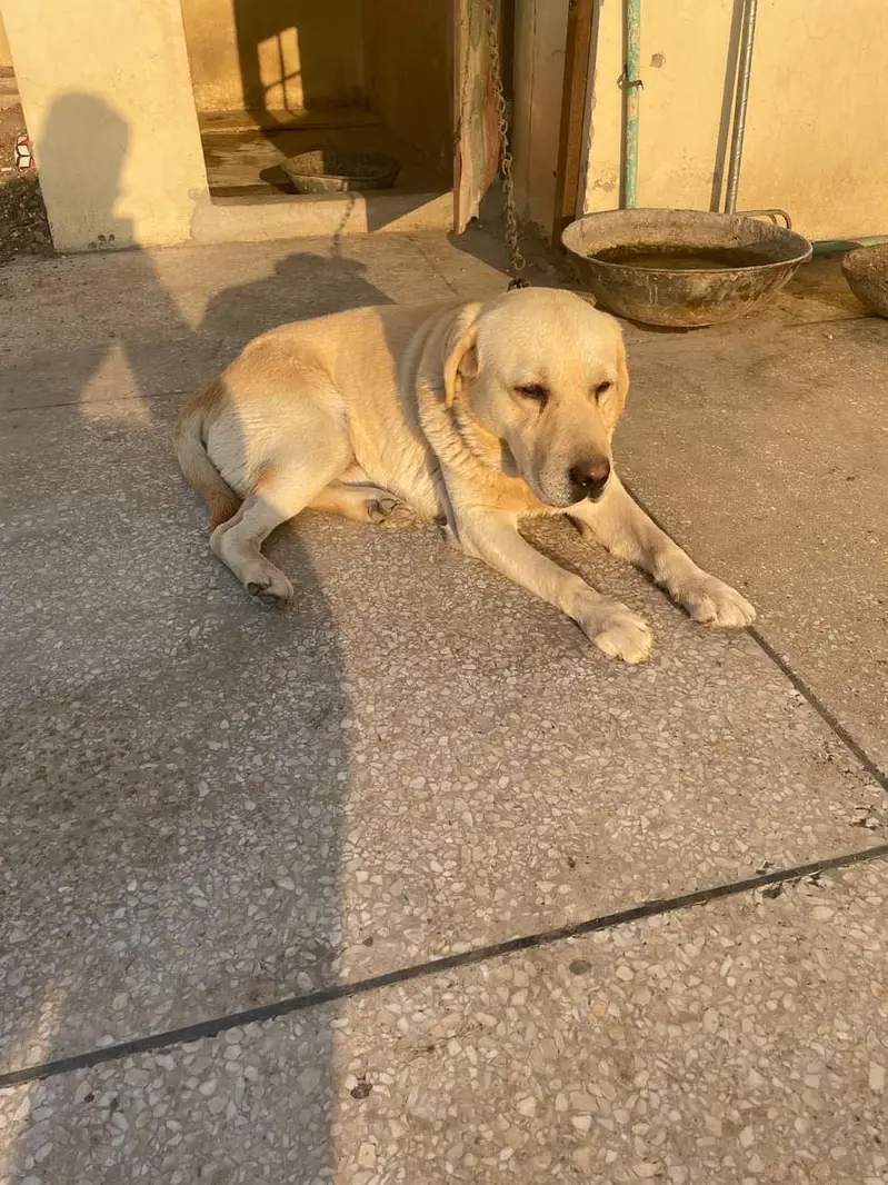 Labrador — photo 6
