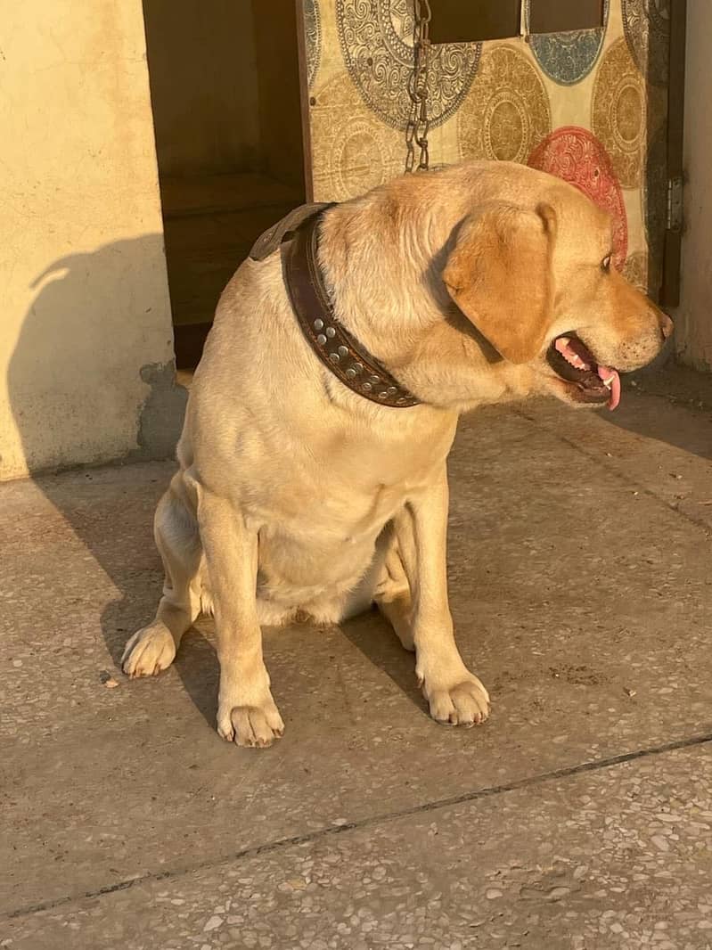 Labrador 7