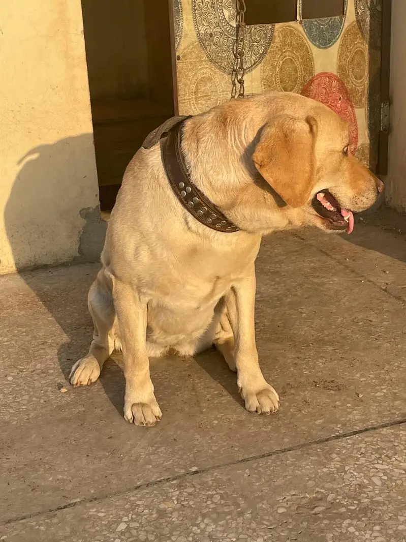 Labrador — photo 8