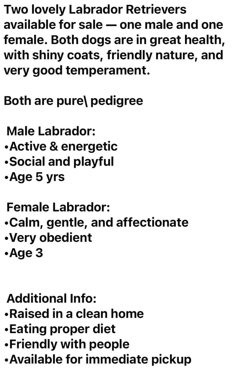 Labrador 8