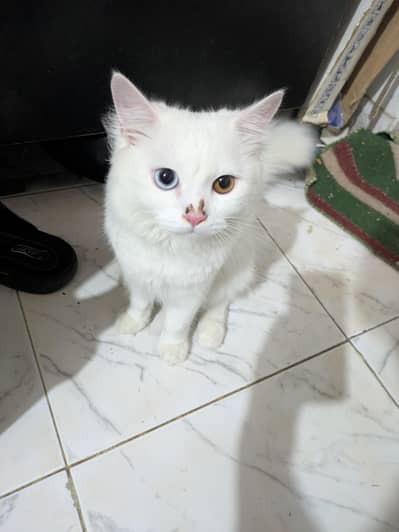 Three Persian cats available