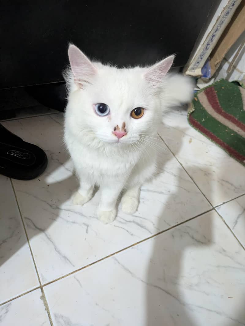 Three Persian cat 0