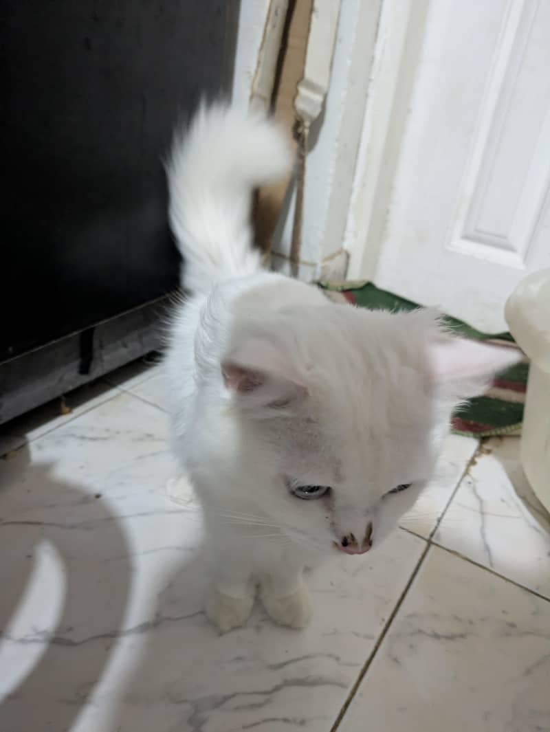 Three Persian cat 1