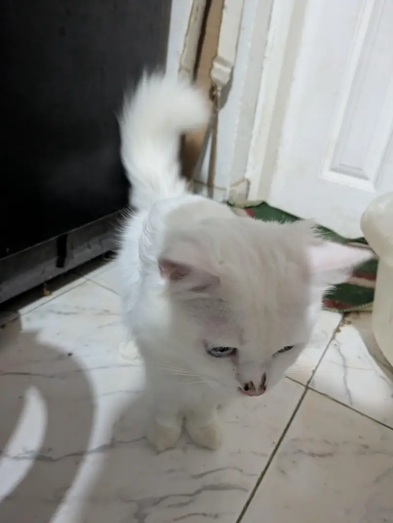 Three Persian cats available — photo 2