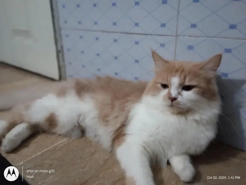 Three Persian cats available — photo 3