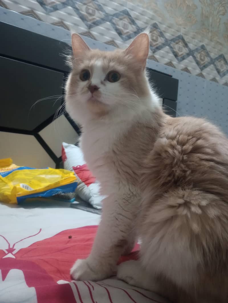 Three Persian cat 3