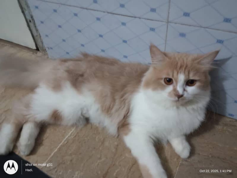 Three Persian cat 4